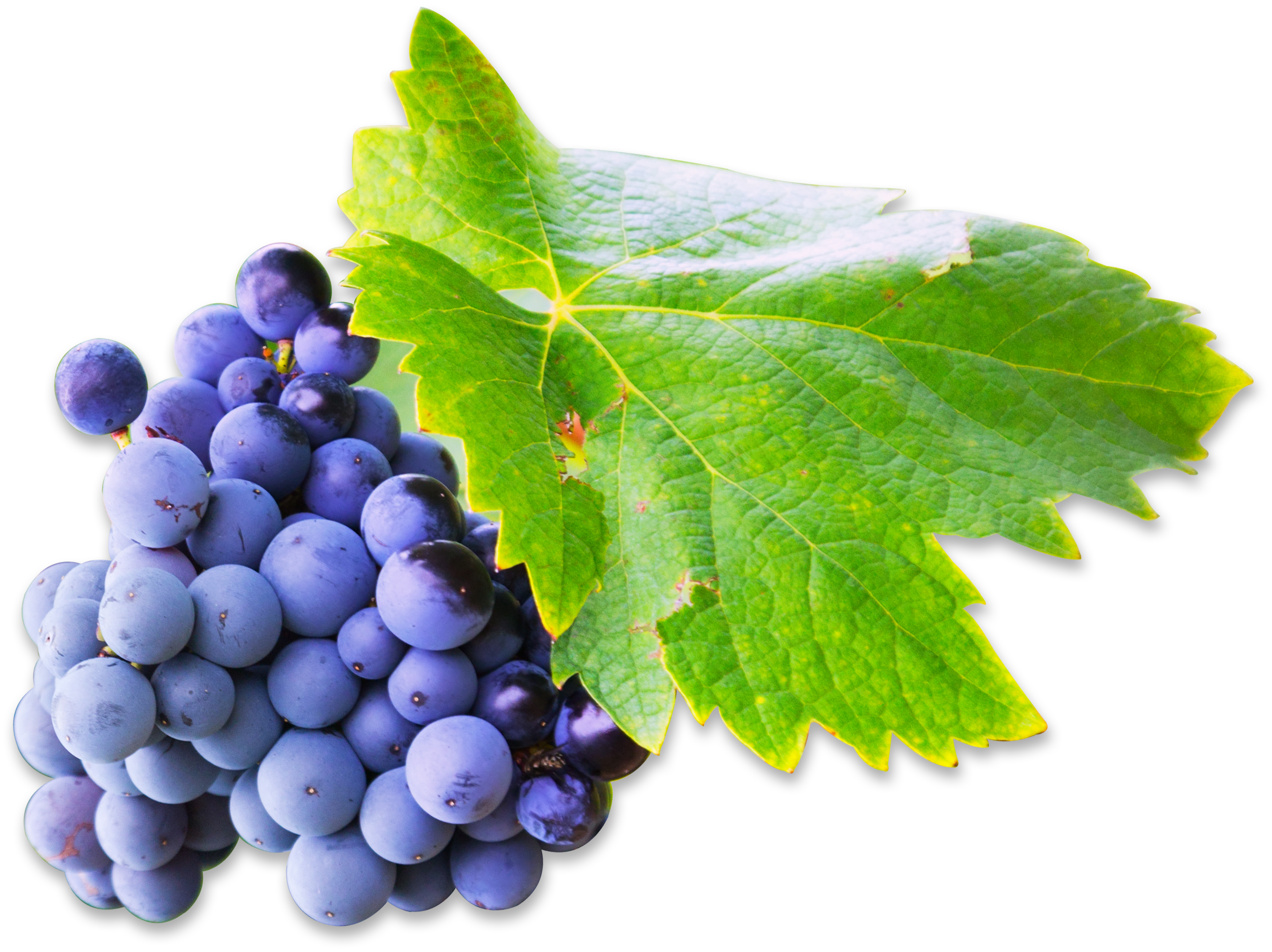 Grapes